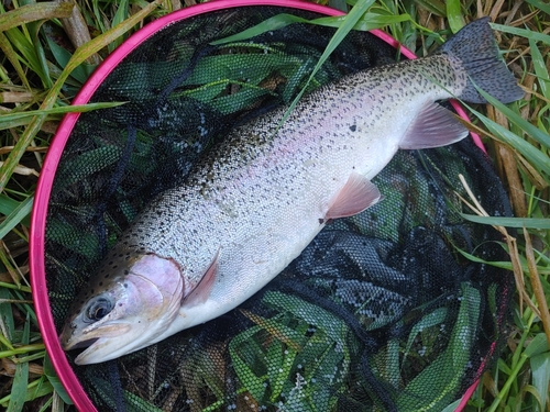 ニジマスの釣果