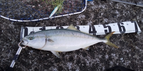 イナダの釣果