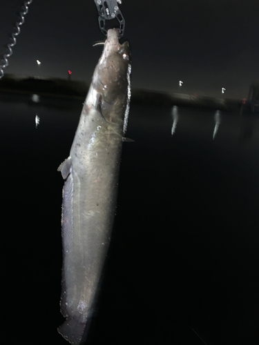 ナマズの釣果