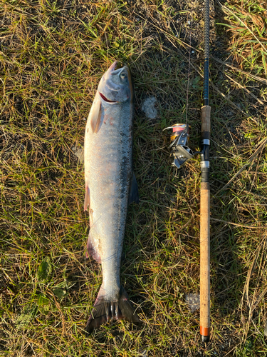 シロザケの釣果