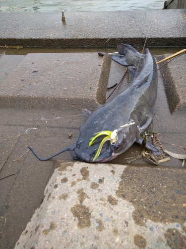 アメリカナマズの釣果