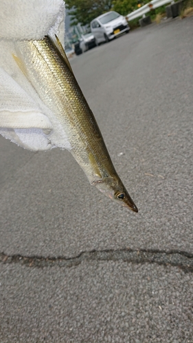 アカカマスの釣果