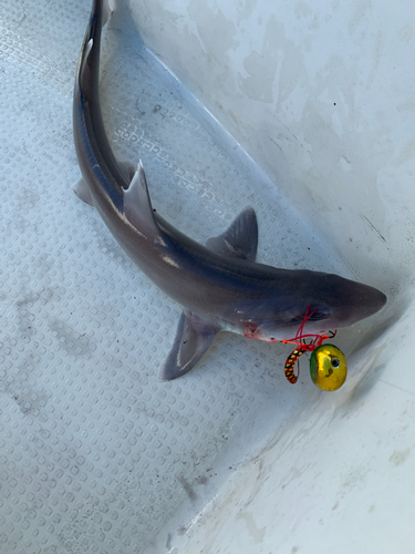 サメの釣果