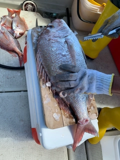 マダイの釣果