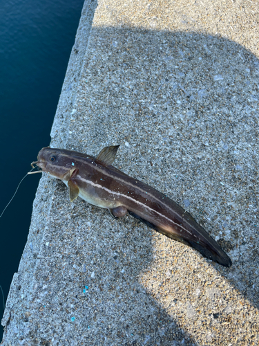 ゴンズイの釣果