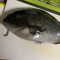 オナガグレの釣果