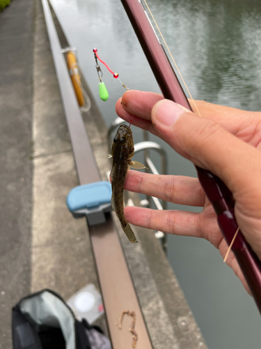 マハゼの釣果