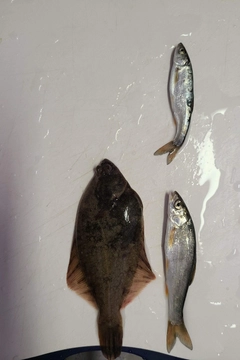 カレイの釣果