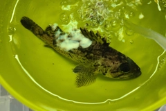 アブラコの釣果