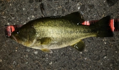 ブラックバスの釣果