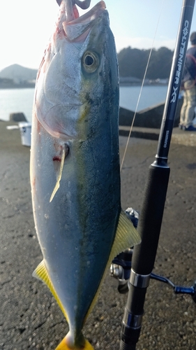 イナダの釣果