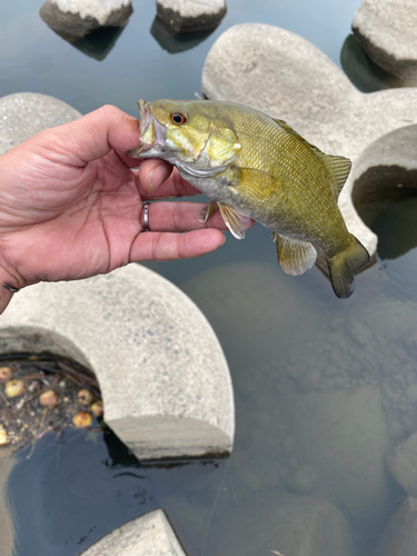 スモールマウスバスの釣果