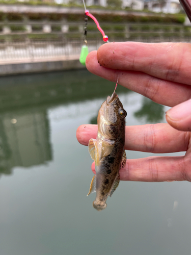 マハゼの釣果