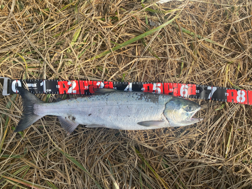 サケの釣果