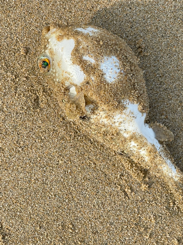 クサフグの釣果