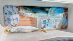 サバの釣果