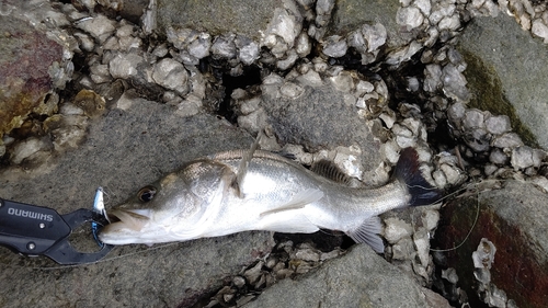 セイゴ（マルスズキ）の釣果