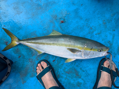 ワラサの釣果