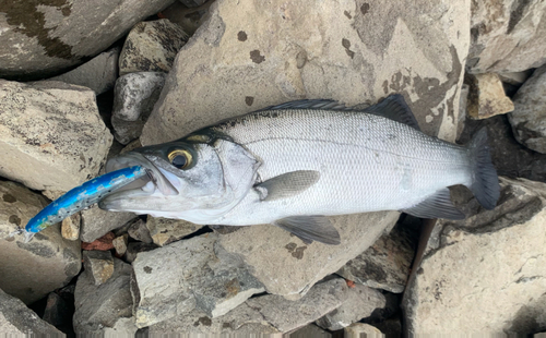 ヒラスズキの釣果