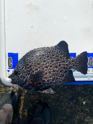 イシガキダイの釣果