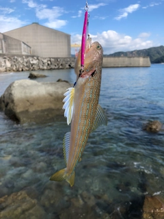 オキエソの釣果