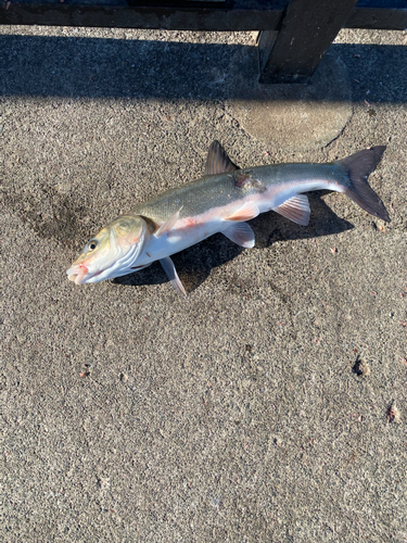 ウグイの釣果