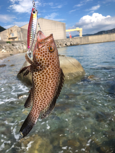 オオモンハタの釣果