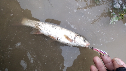 ウグイの釣果