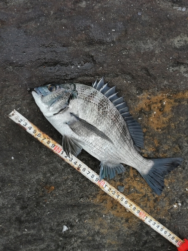 クロダイの釣果