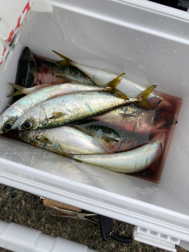 サバの釣果