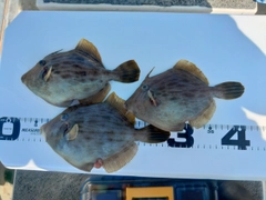 カワハギの釣果