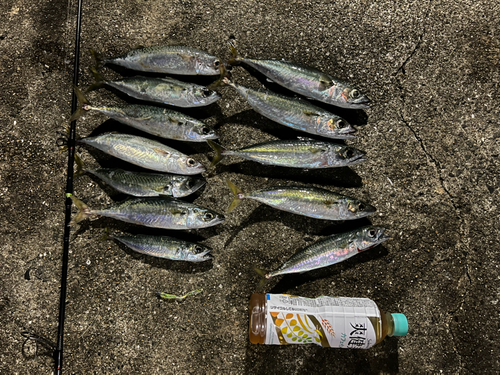 サバの釣果