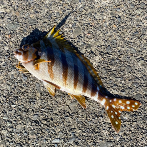 タカノハダイの釣果