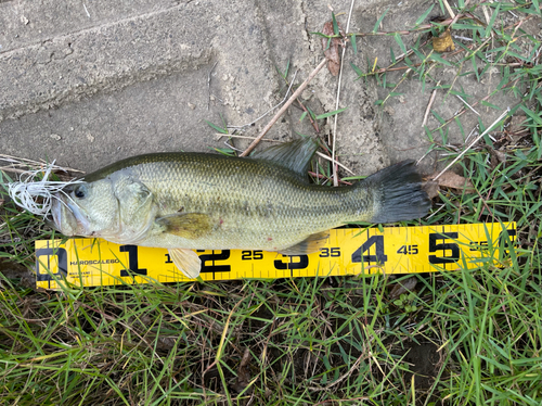 ラージマウスバスの釣果