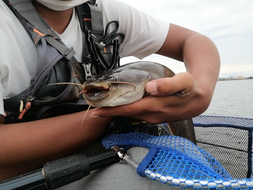 ナマズの釣果