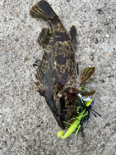 タケノコメバルの釣果