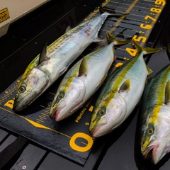 サワラの釣果