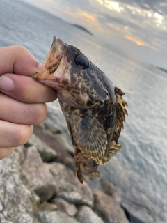 タケノコメバルの釣果