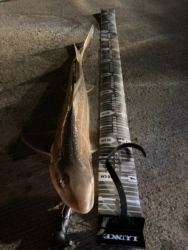 ホシザメの釣果