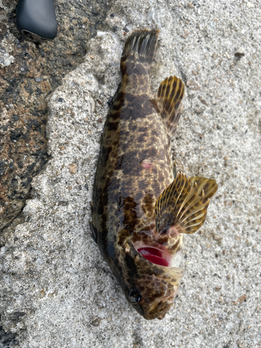 タケノコメバルの釣果