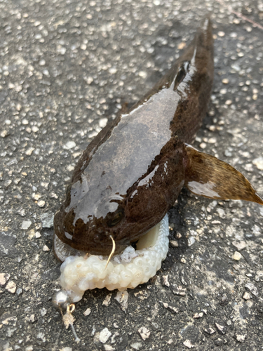 ドンコの釣果