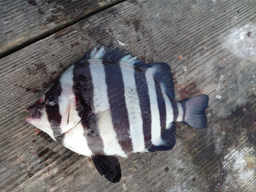 イシダイの釣果