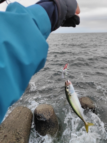 サバの釣果