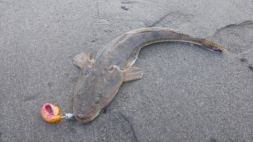 マゴチの釣果