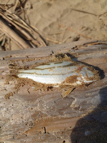 コトヒキの釣果