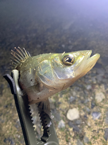 セイゴ（タイリクスズキ）の釣果