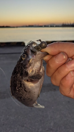 クロソイの釣果