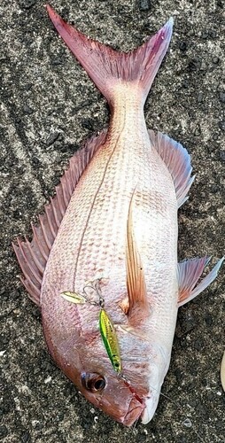 マダイの釣果