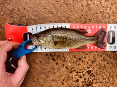 ブラックバスの釣果