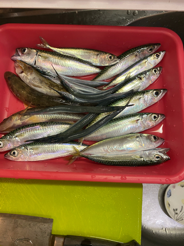 サバの釣果